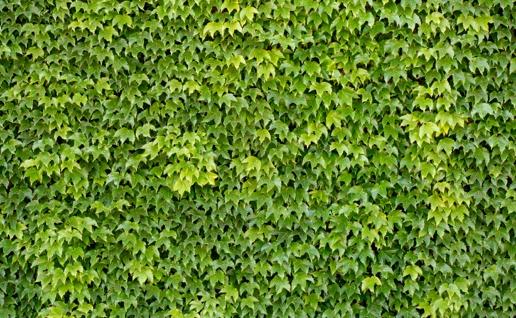 wall of green leaves